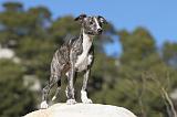 WHIPPET 111